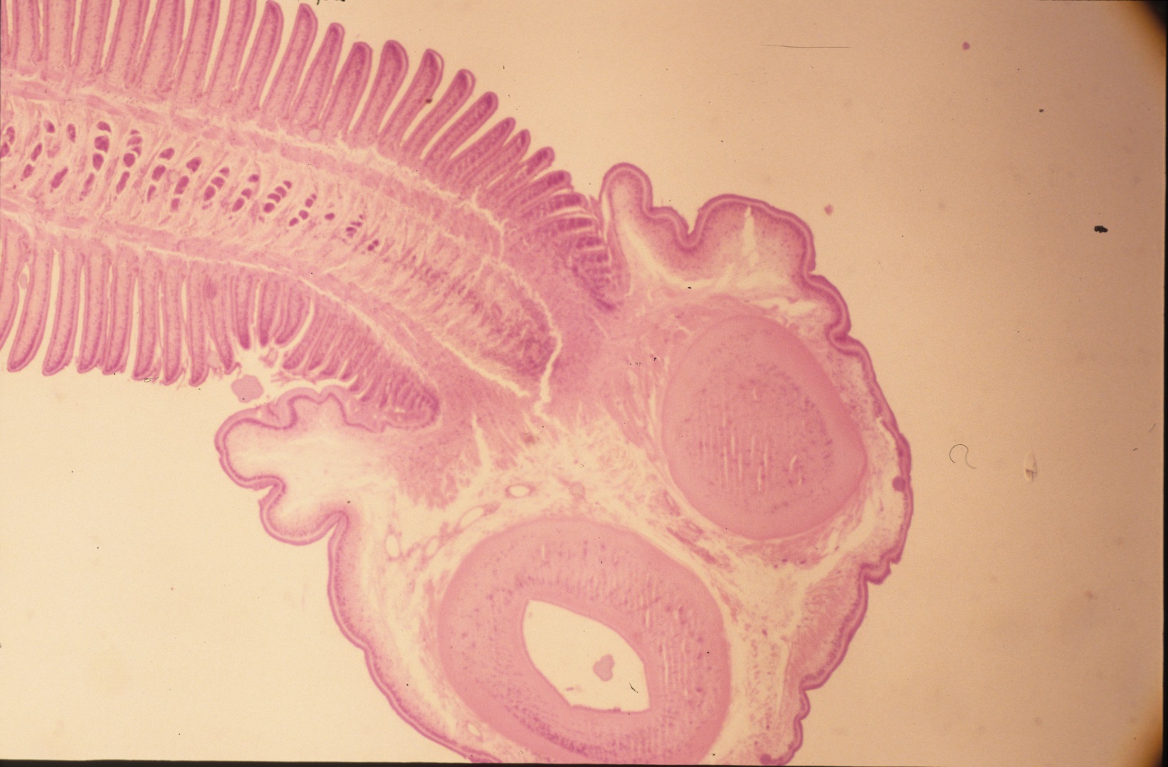 evpc-affiliates-evpc